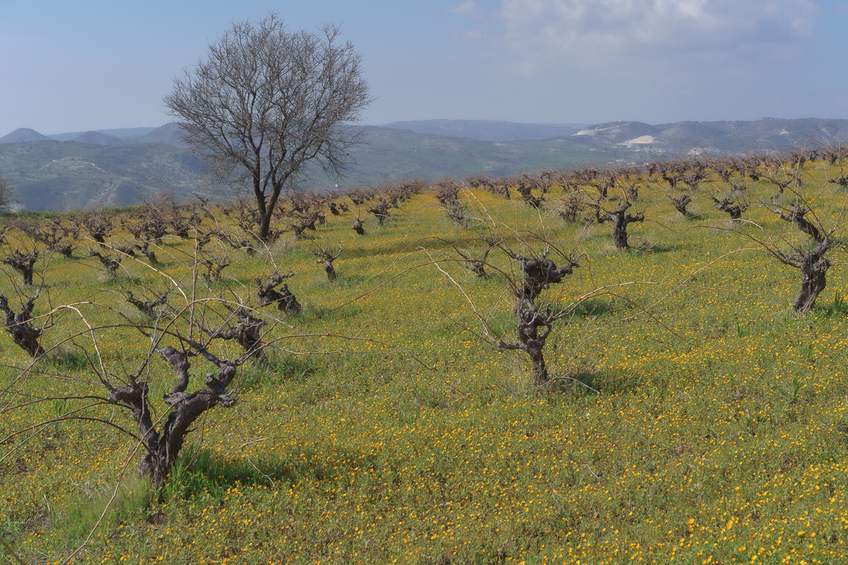 Cyprus diary (in work). Ant | photo