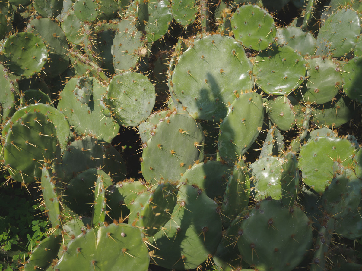 Cyprus diary (in work). Ant | photo