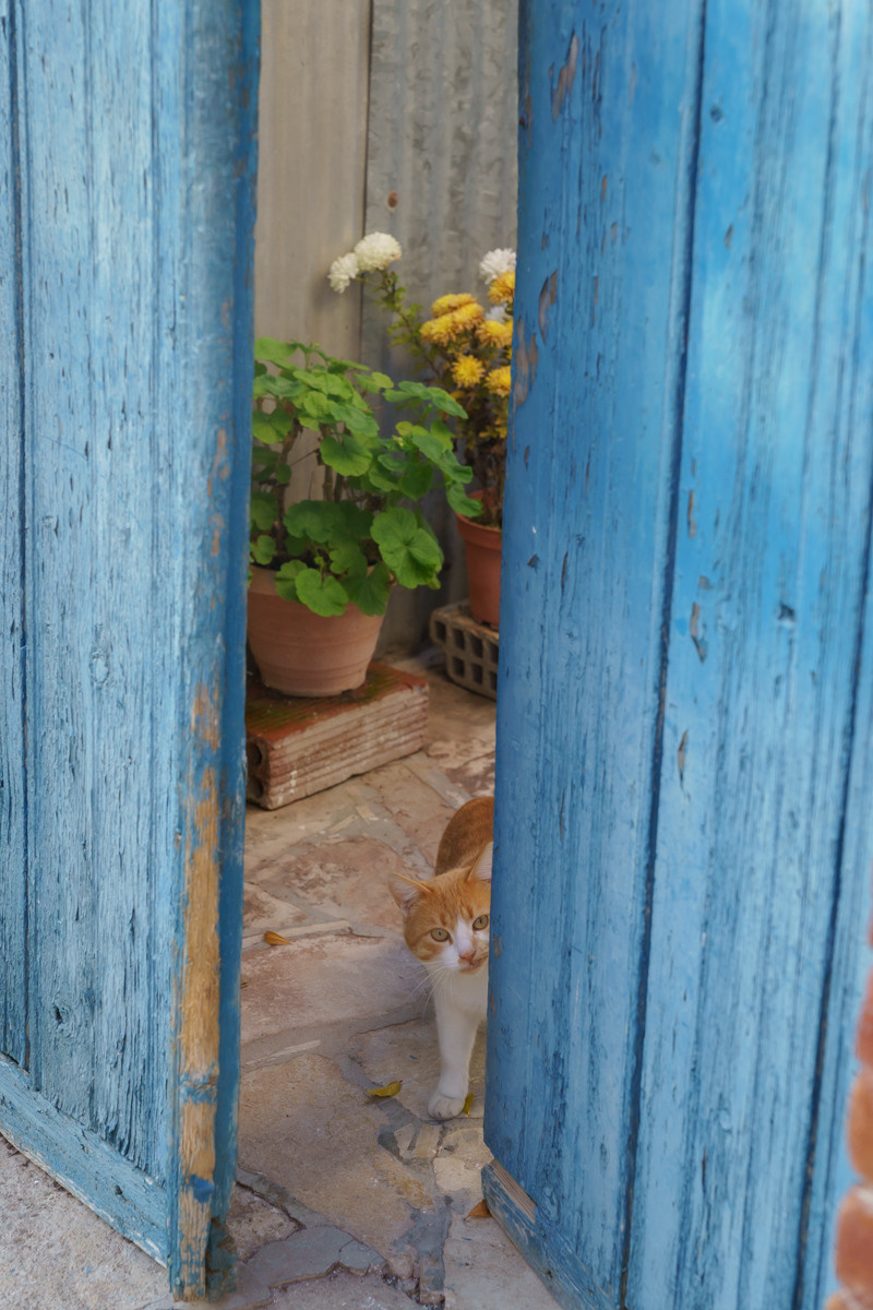 Cyprus diary (in work). Ant | photo