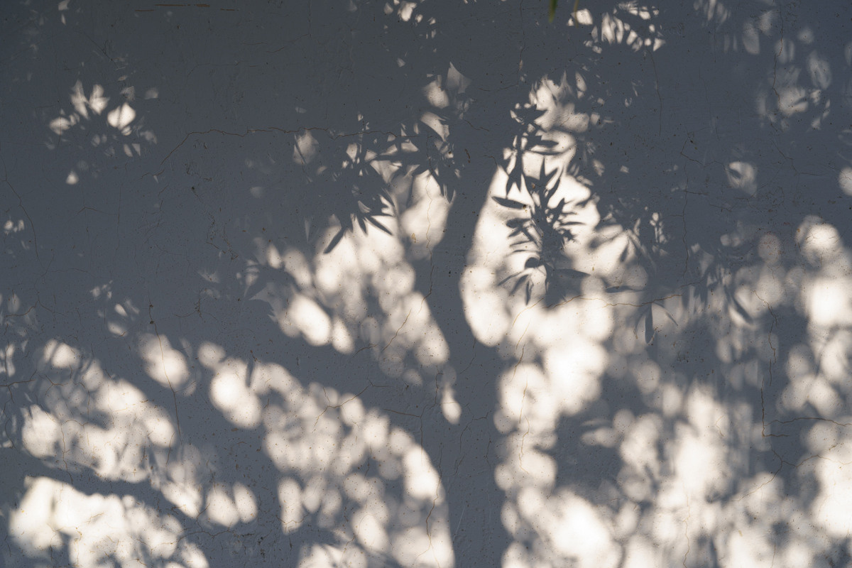 Cyprus diary (in work). Ant | photo