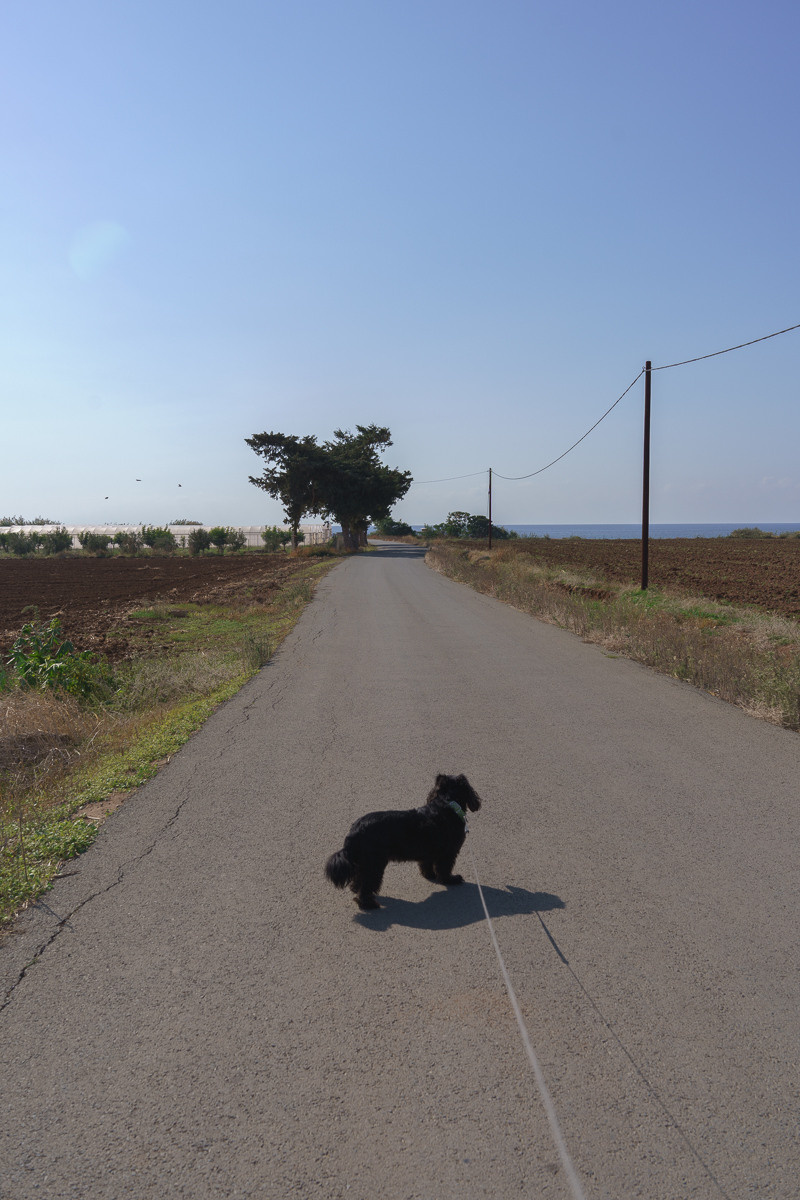 Cyprus diary (in work). Ant | photo