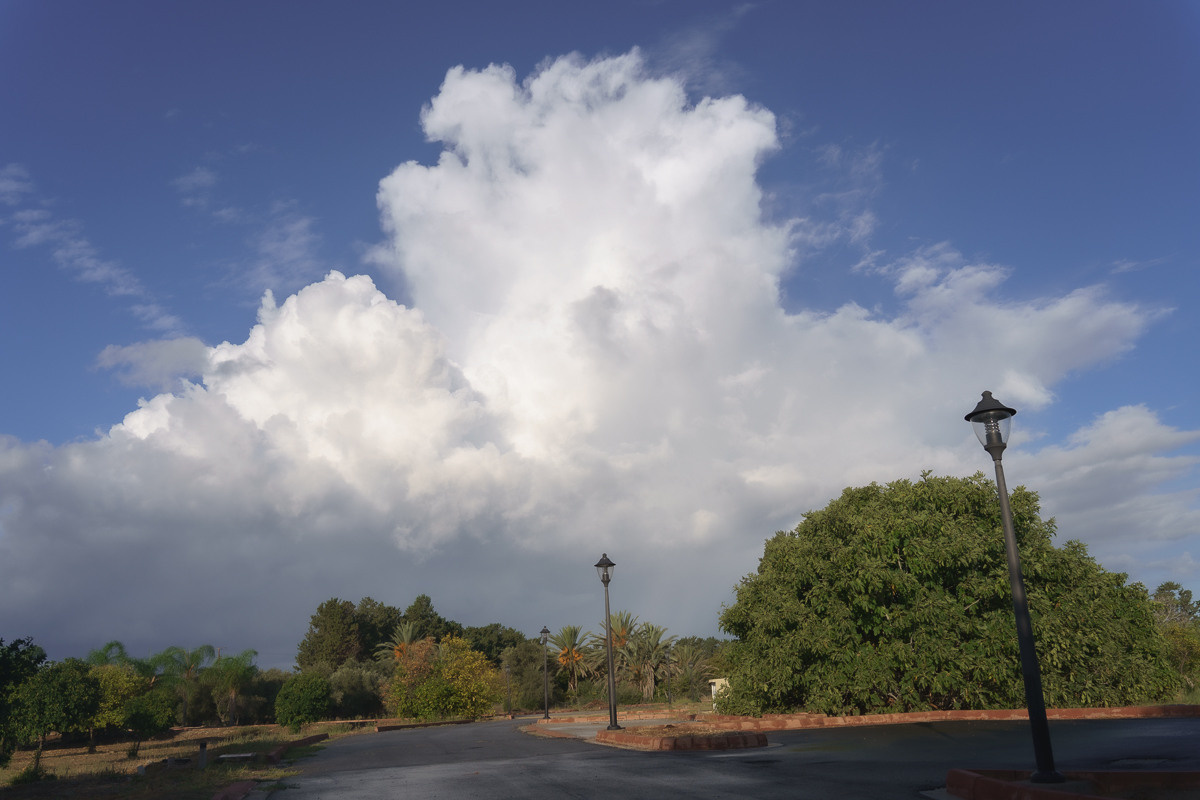 Cyprus diary (in work). Ant | photo