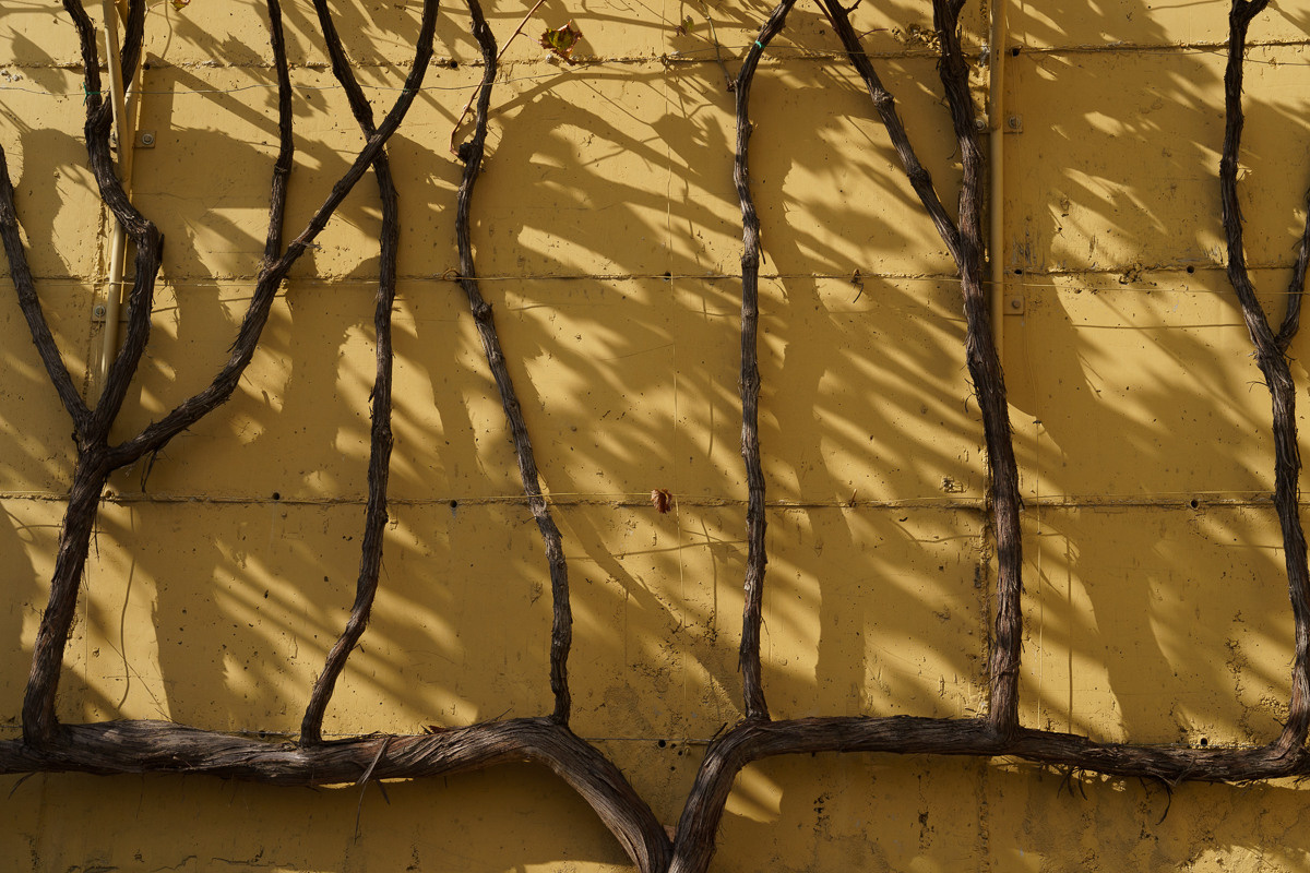 Cyprus diary (in work). Ant | photo