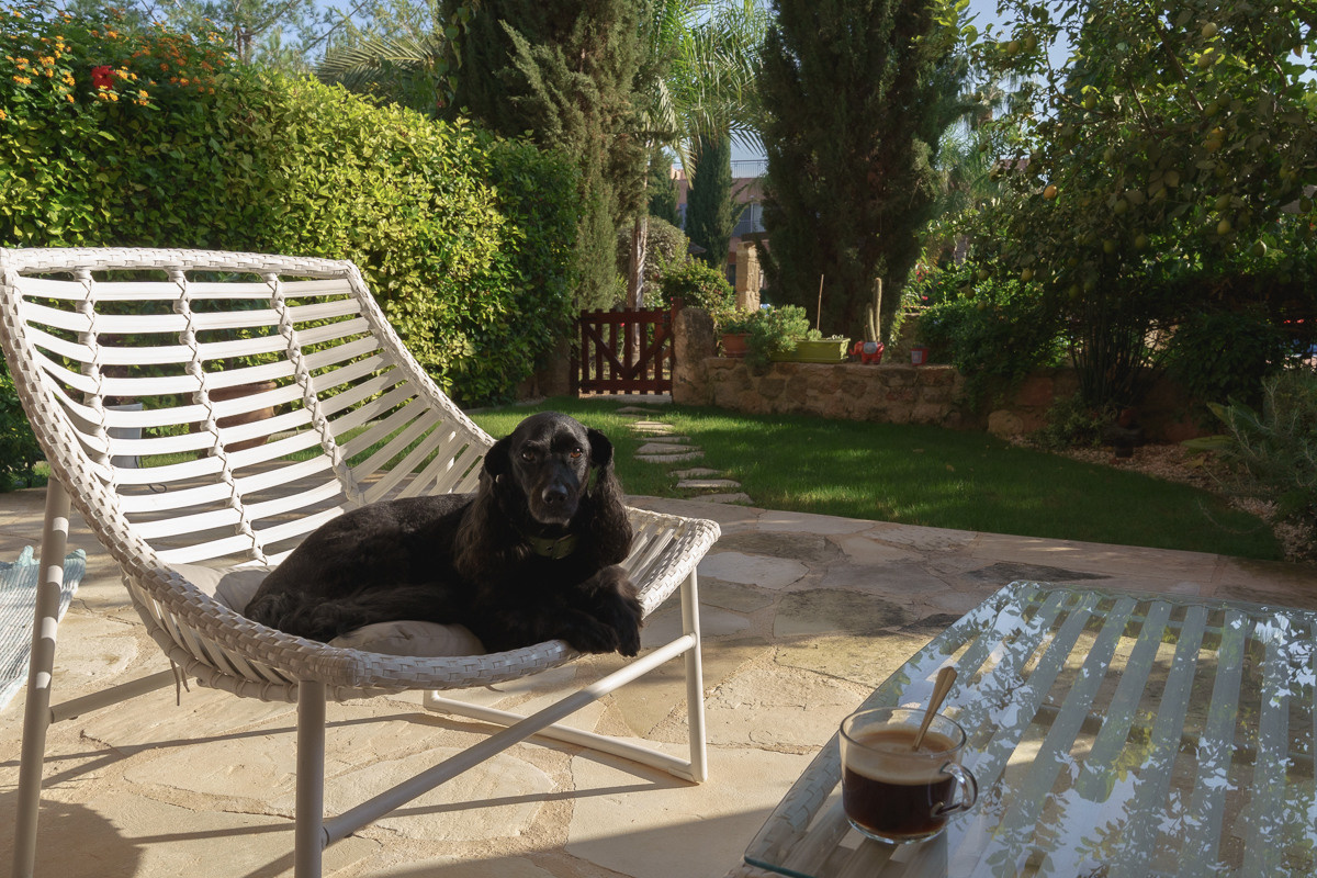 Cyprus diary (in work). Ant | photo