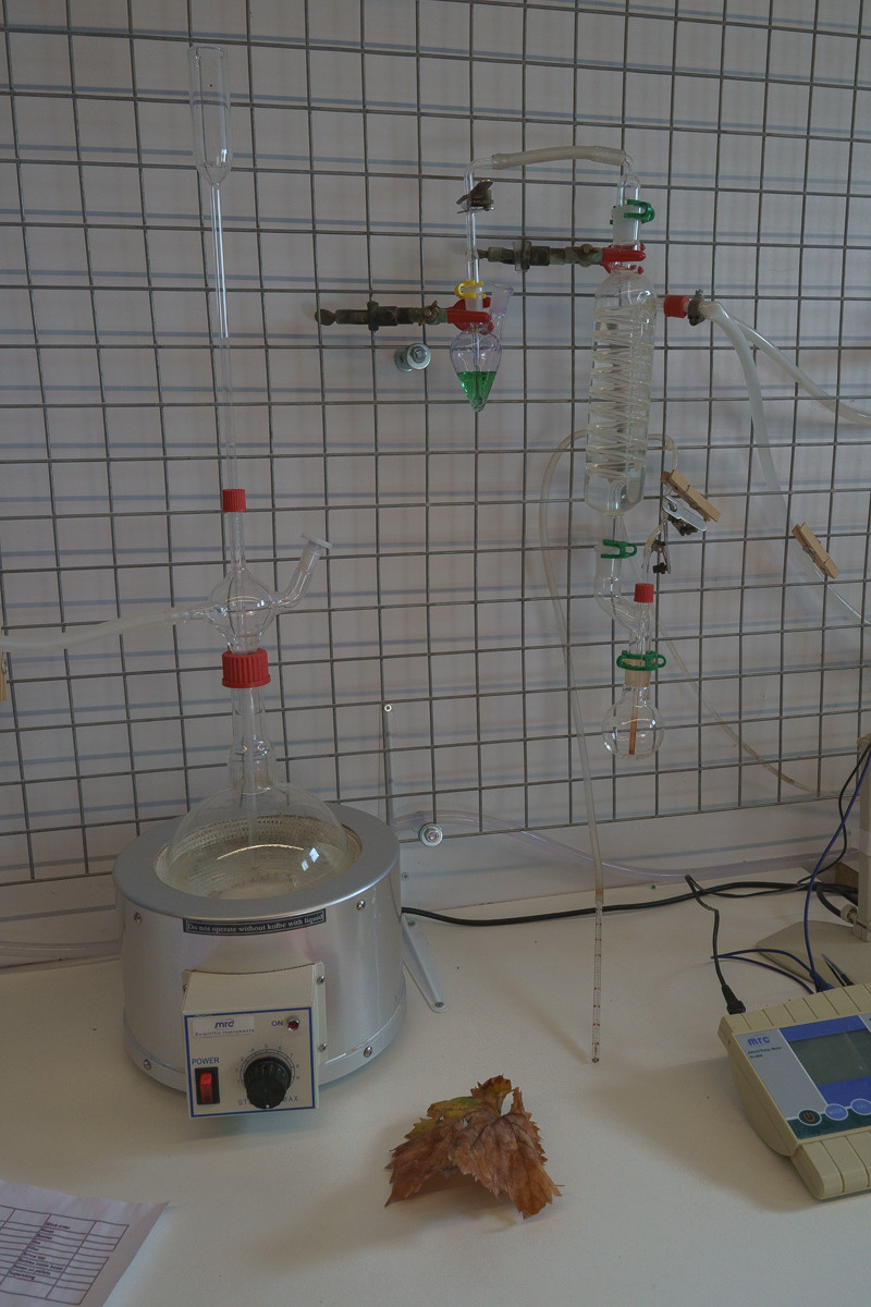 Cyprus diary (in work). Ant | photo