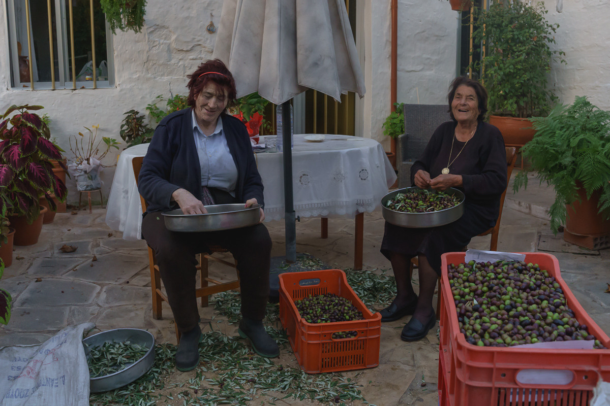 Cyprus diary (in work). Ant | photo