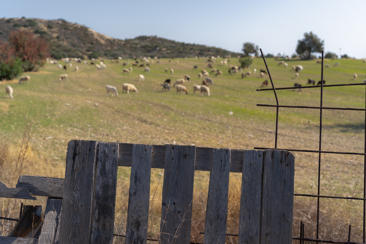 Cyprus diary (in work). Ant | photo