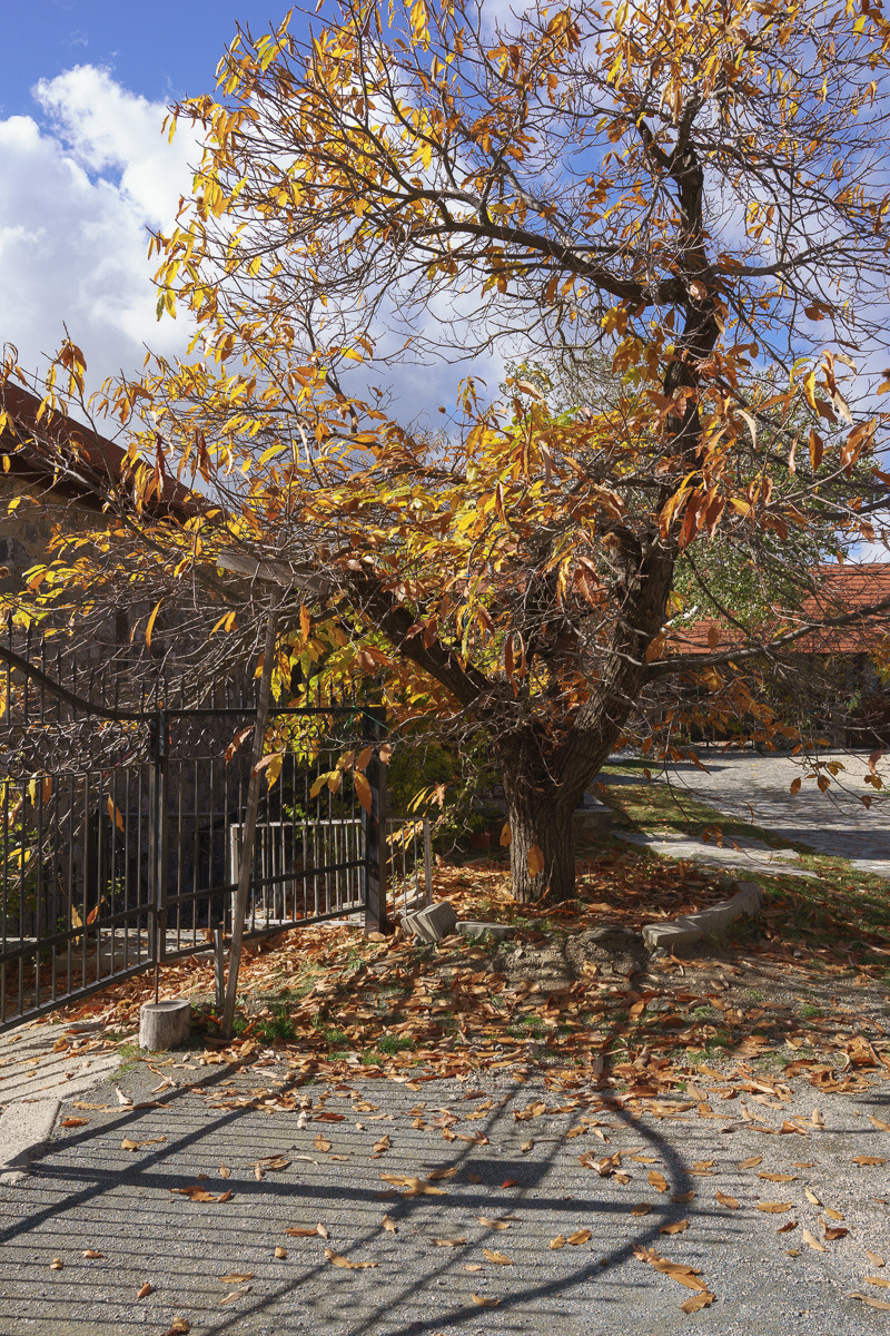 Cyprus diary (in work). Ant | photo