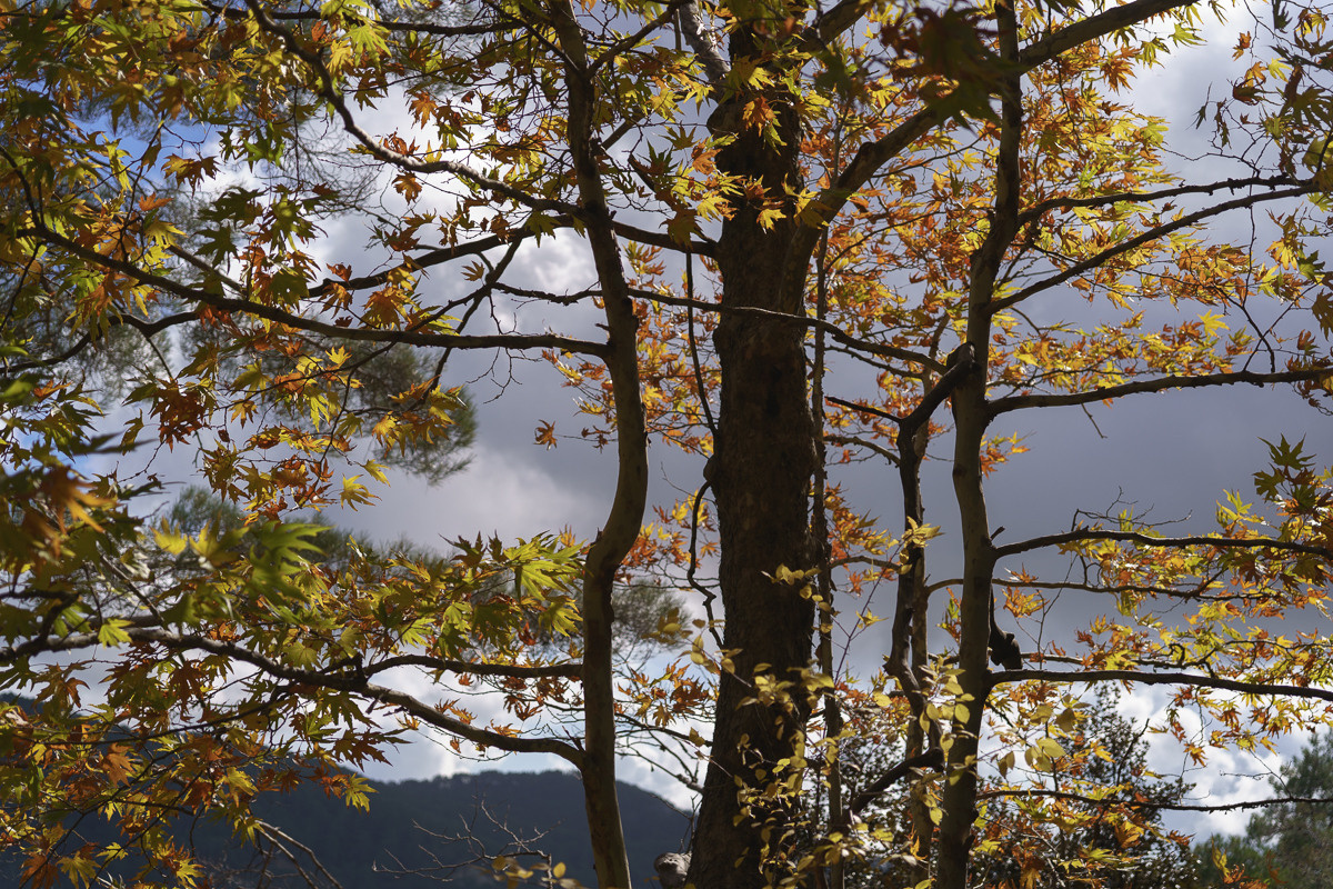 Cyprus diary (in work). Ant | photo