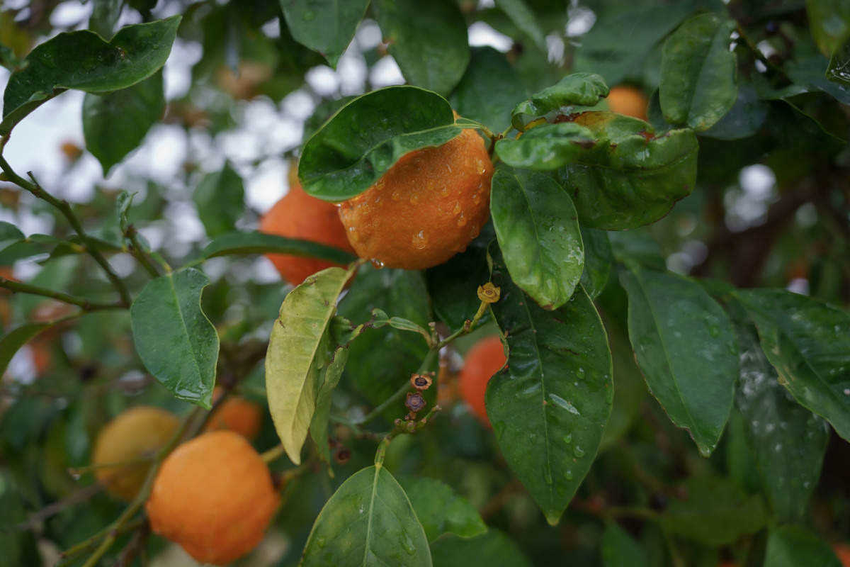 Cyprus diary (in work). Ant | photo