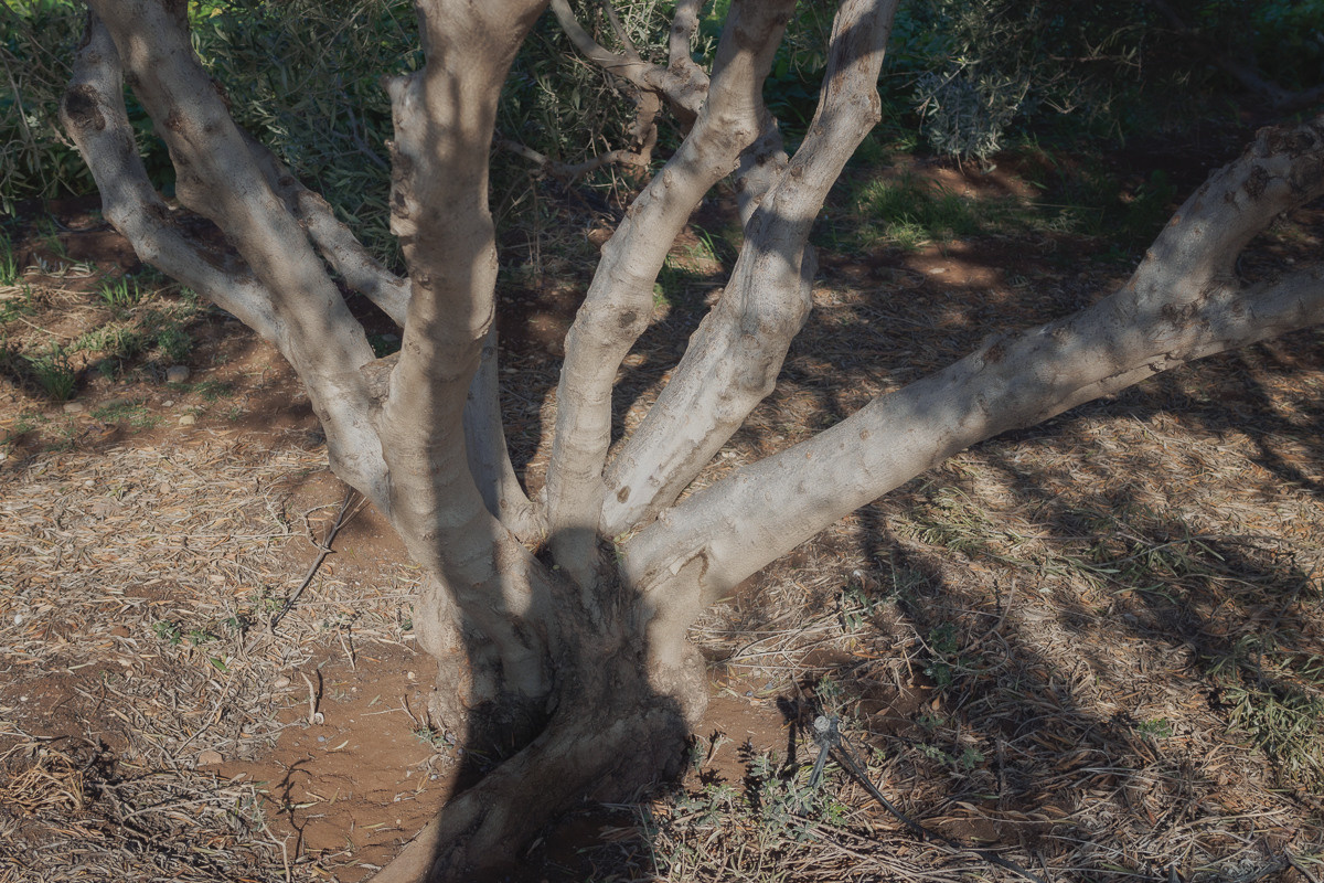 Cyprus diary (in work). Ant | photo