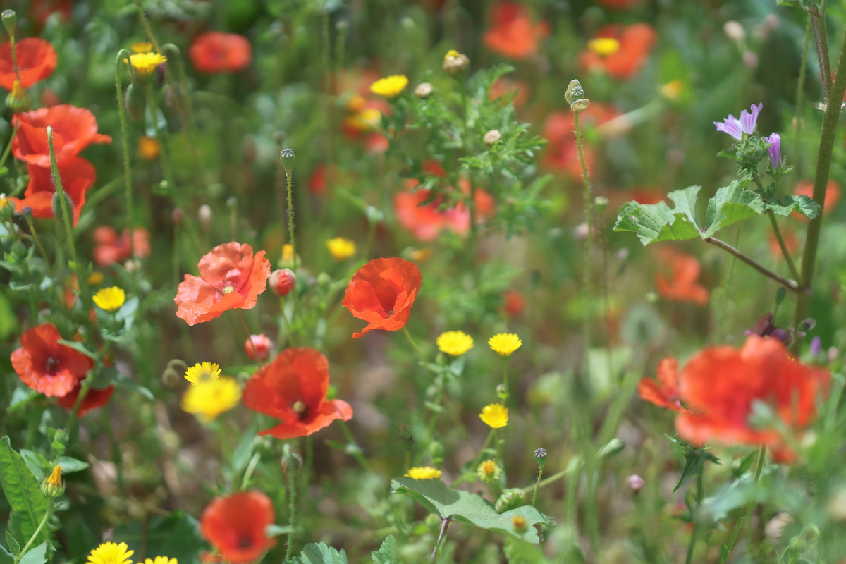 Cyprus diary (in work). Ant | photo