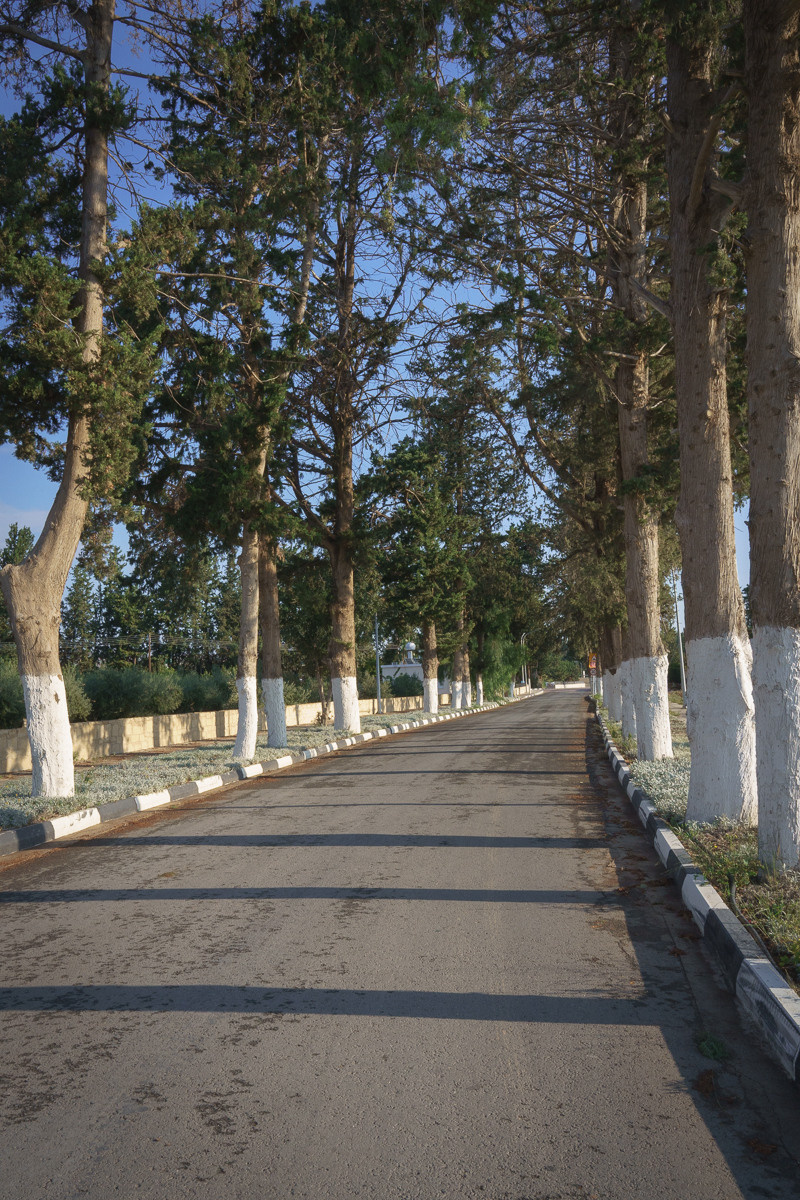 Cyprus diary (in work). Ant | photo