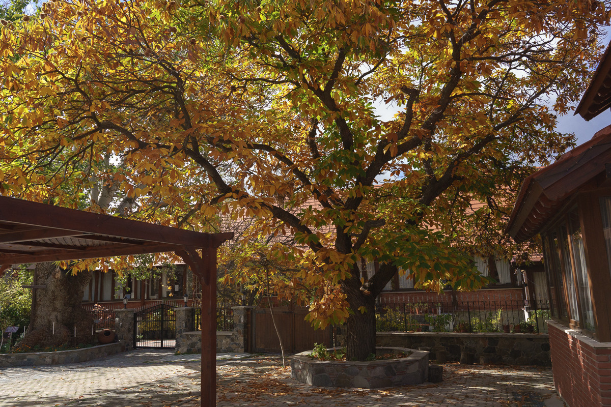 Cyprus diary (in work). Ant | photo