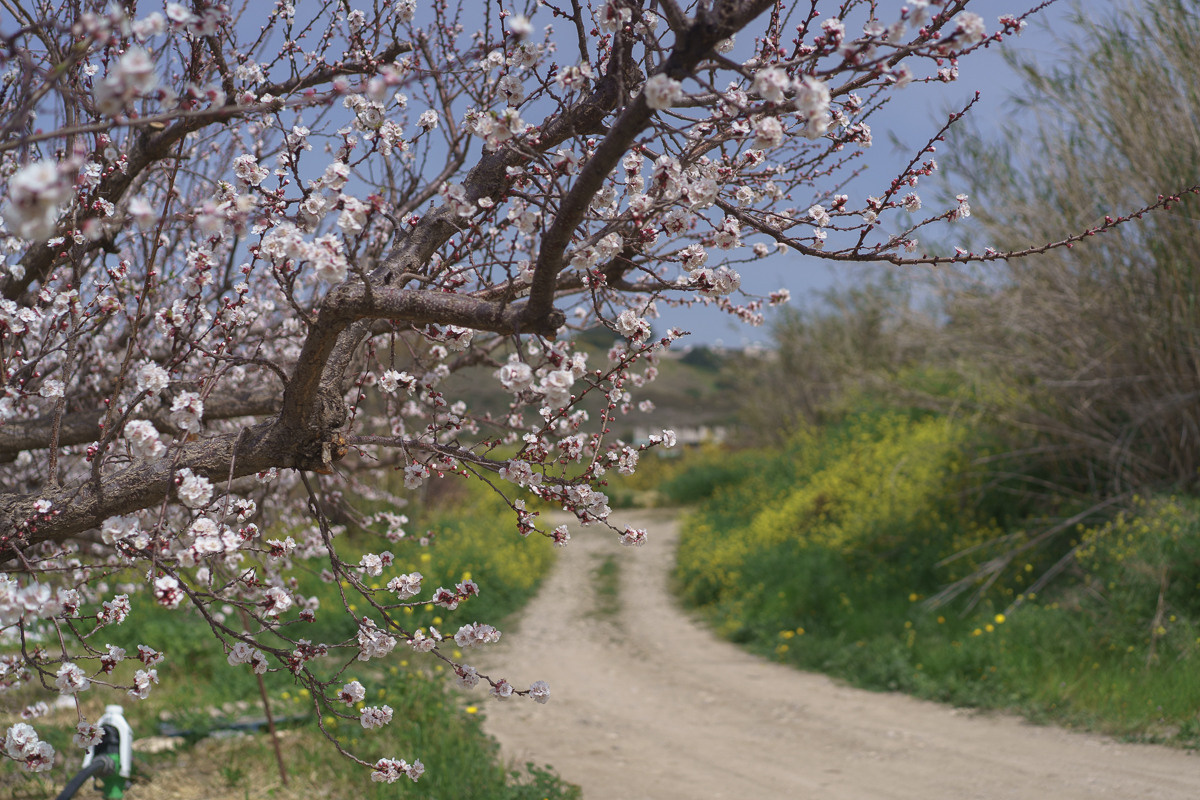 Cyprus diary (in work). Ant | photo