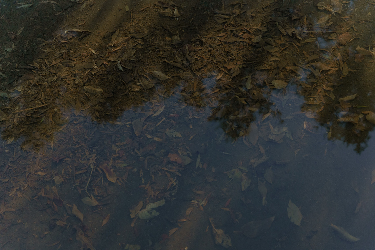 Cyprus diary (in work). Ant | photo