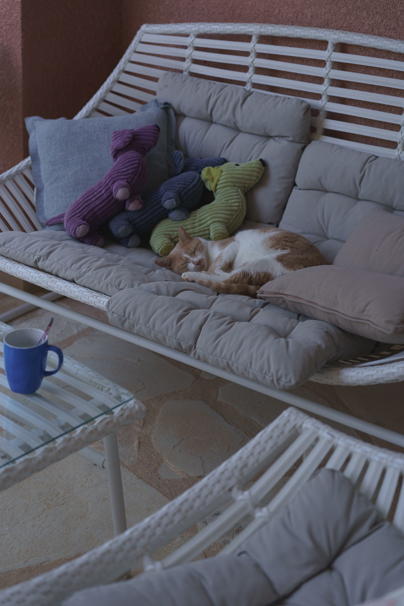 Cyprus diary (in work). Ant | photo