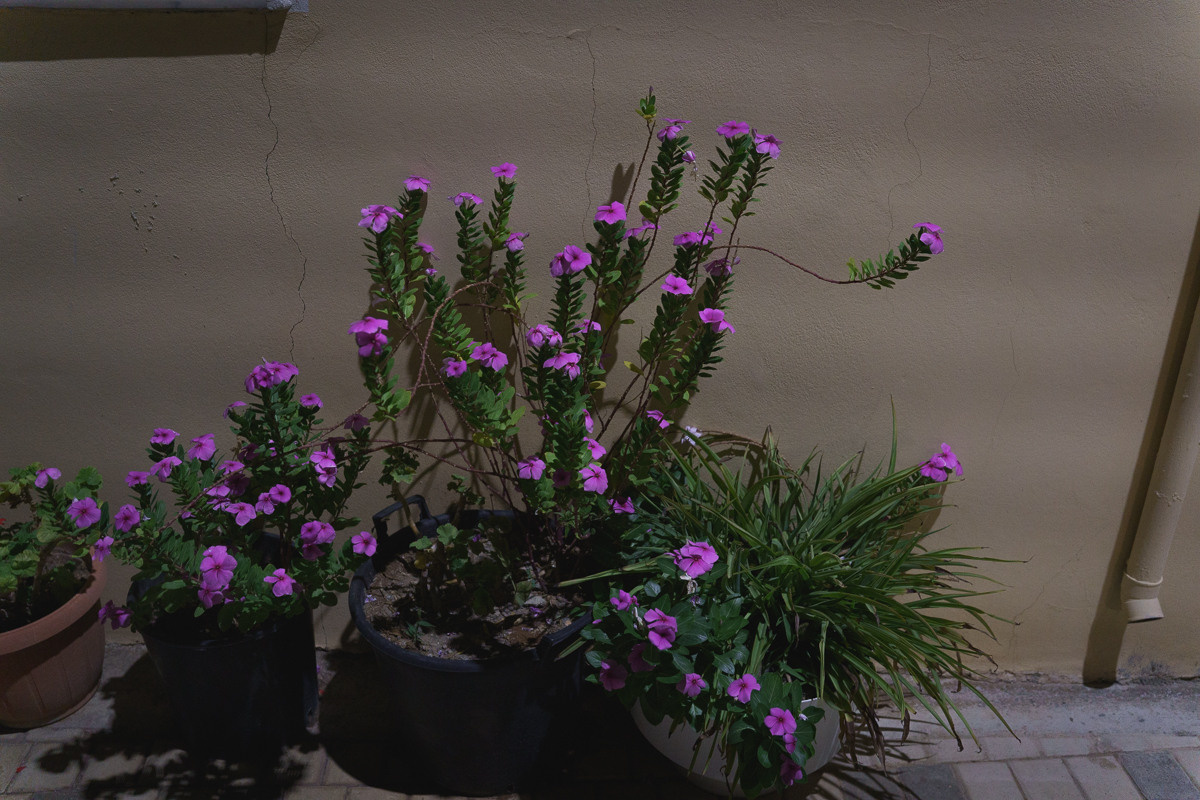 Cyprus diary (in work). Ant | photo