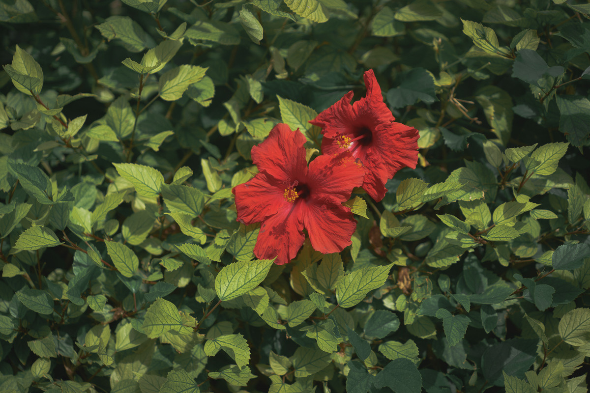 Cyprus diary (in work). Ant | photo