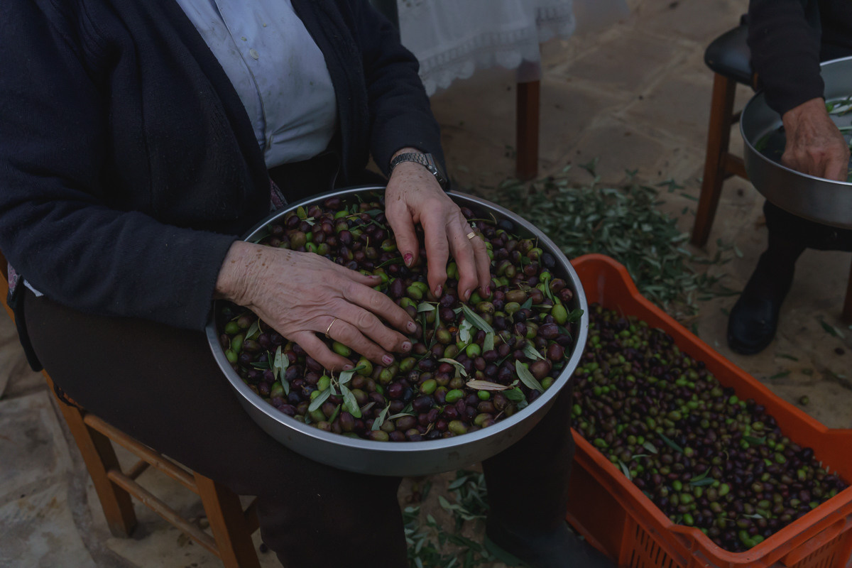 Cyprus diary (in work). Ant | photo