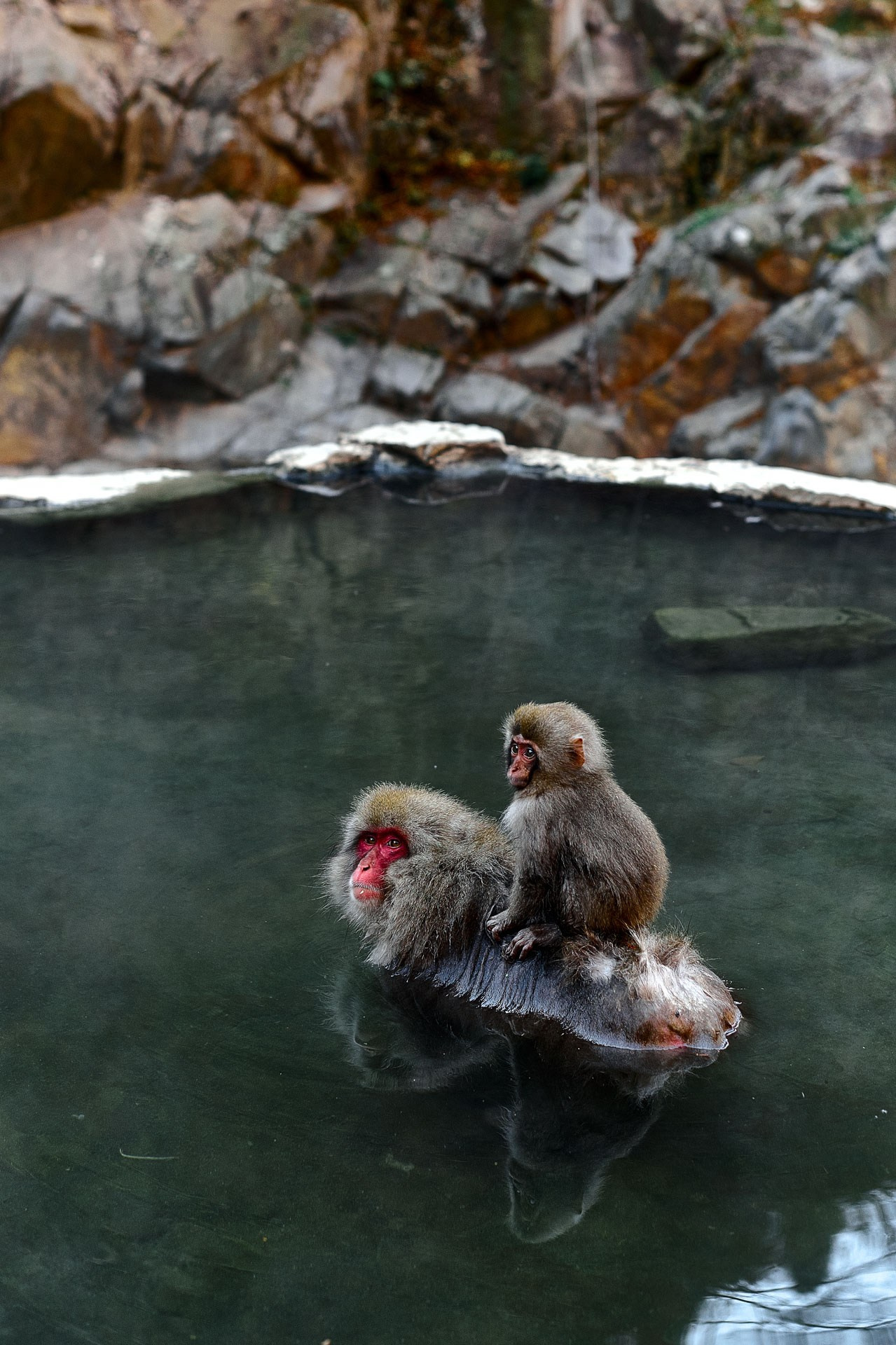 Jigokudani Snow Monkey Park Travel Photography Gallery