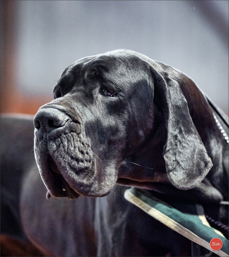 Expo canine 🇫🇷 Amiens 15-16/02/2025. Photographe à Strasbourg | Portraits, Studio, Enfants, Événements