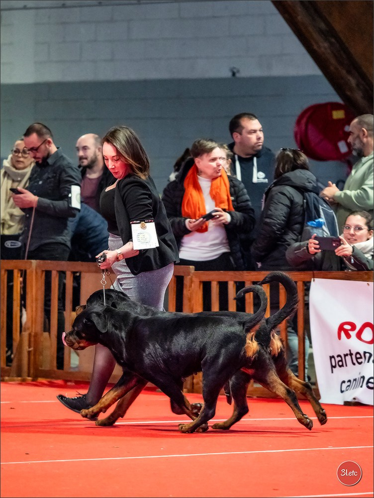 Expo canine 🇫🇷 Amiens 15-16/02/2025. Photographe à Strasbourg | Portraits, Studio, Enfants, Événements