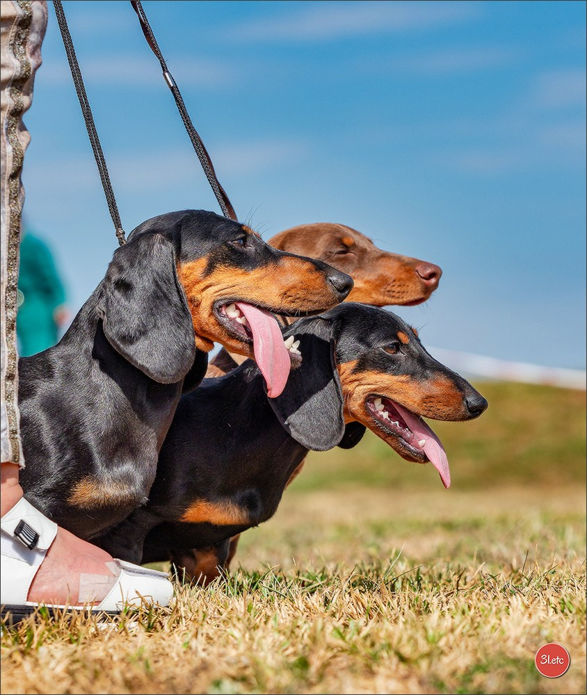 Photographie animalière. Photographe à Strasbourg | Portraits, Studio, Enfants, Événements