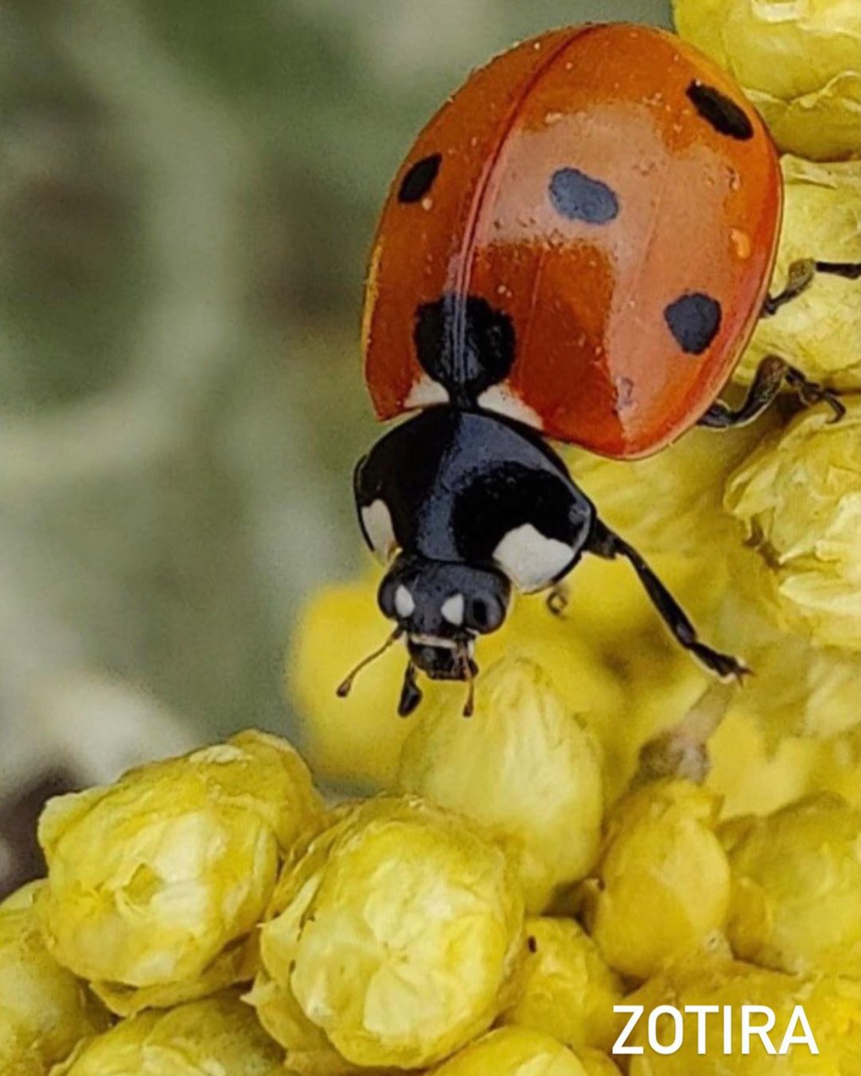 Mentoring Photo Club. Creative Family, Brand, Boudoir and Wedding Photographer in Solihull & Birmingham Irina Zoteeva