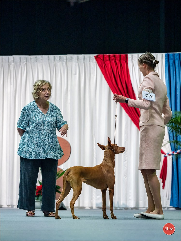 🇱🇺 LUXEMBOURG 🇱🇺 International Dog Show 🇱🇺 31/08 - 01/09/2024. Photographe à Strasbourg | Portraits, Studio, Enfants, Événements