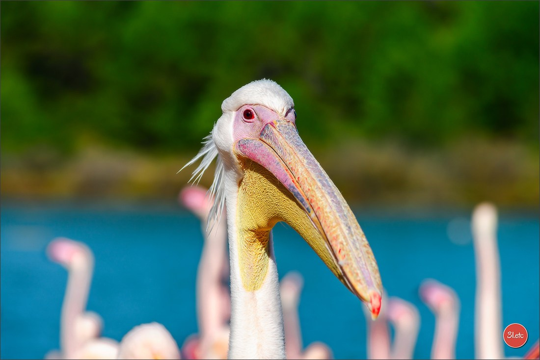 Photographie animalière. Photographe à Strasbourg | Portraits, Studio, Enfants, Événements