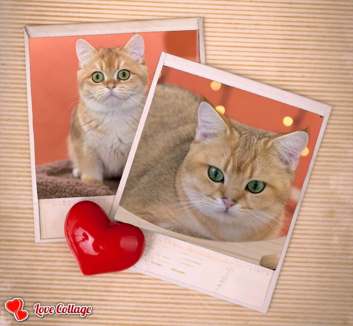 Εκτροφειο βρετανικης κοντότριχης γατας στην Ελλαδα, εκτροφείο βρετανικ. Εκτροφείο βρετανικής κοντότριχης γάτας στην Ελλάδα, χρυσή βρετανική γά