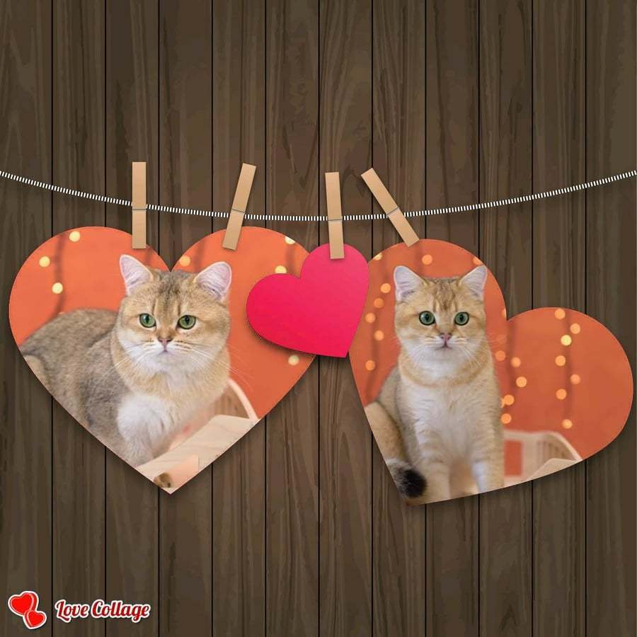 Εκτροφειο βρετανικης κοντότριχης γατας στην Ελλαδα, εκτροφείο βρετανικ. Εκτροφείο βρετανικής κοντότριχης γάτας στην Ελλάδα, χρυσή βρετανική γά