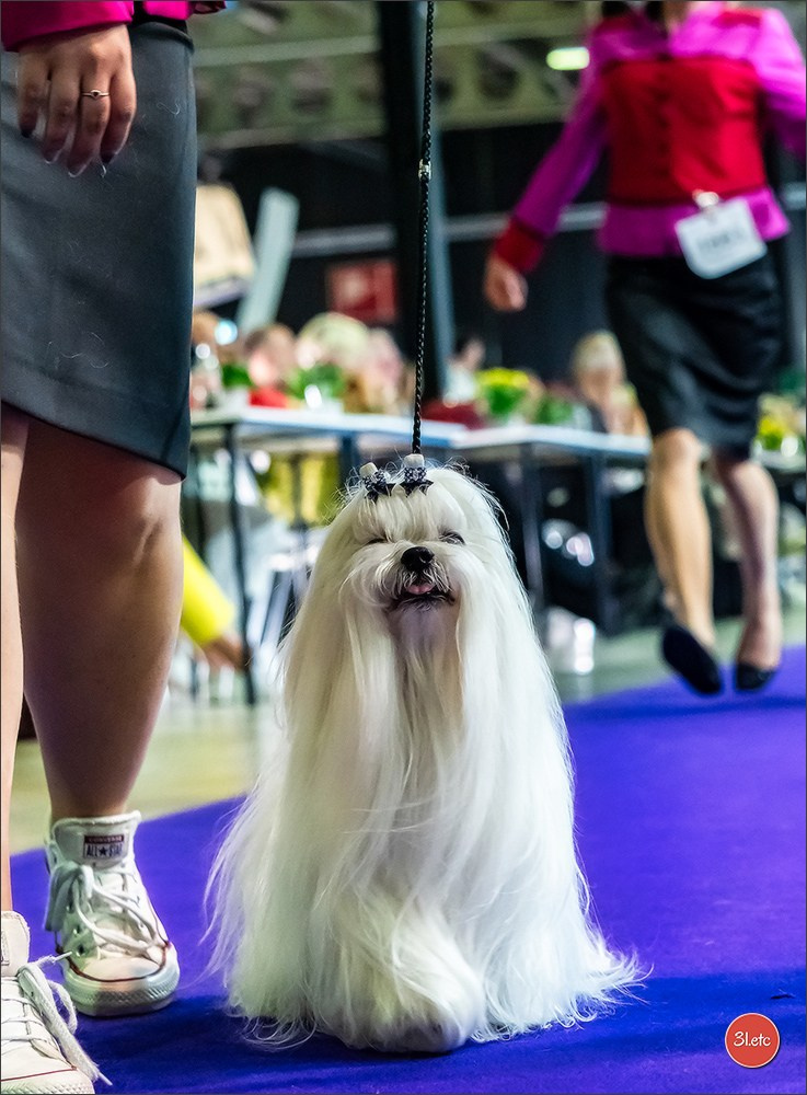 🇱🇺 LUXEMBOURG 🇱🇺 International Dog Show 🇱🇺 31/08 - 01/09/2024. Photographe à Strasbourg | Portraits, Studio, Enfants, Événements