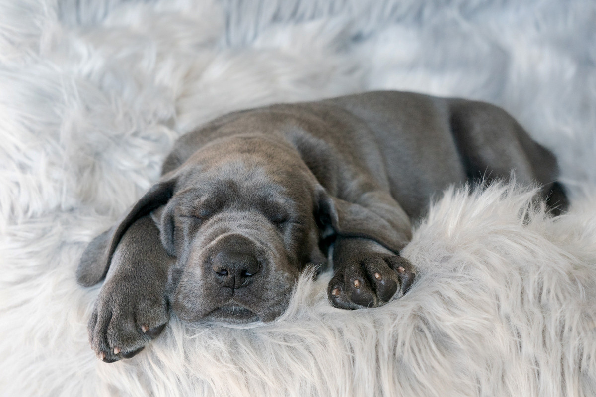 eläinten valokuvaus