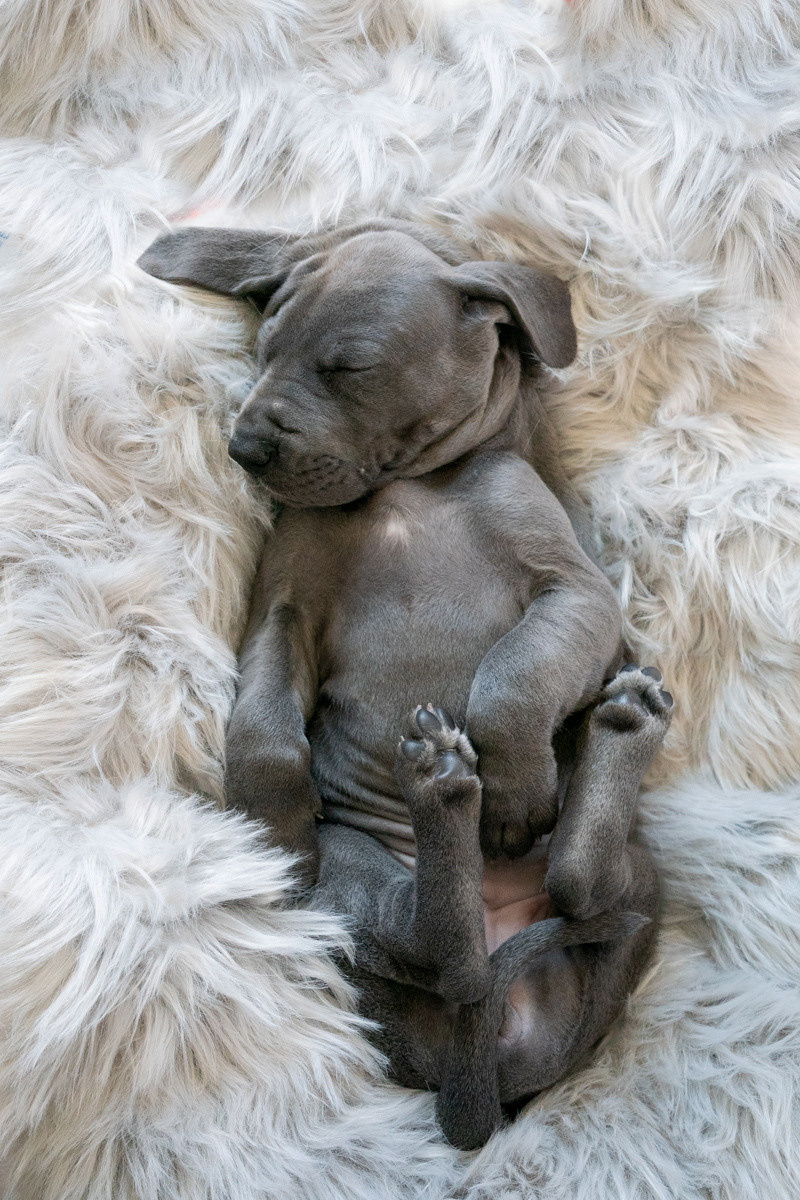 penttukuvaus, Lemmikkieläinkuvaaja Vantaalla