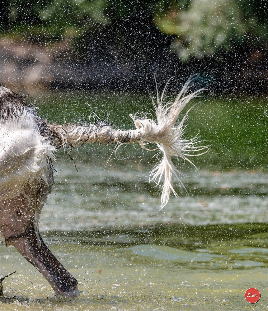 Photographie animalière. Photographe à Strasbourg | Portraits, Studio, Enfants, Événements