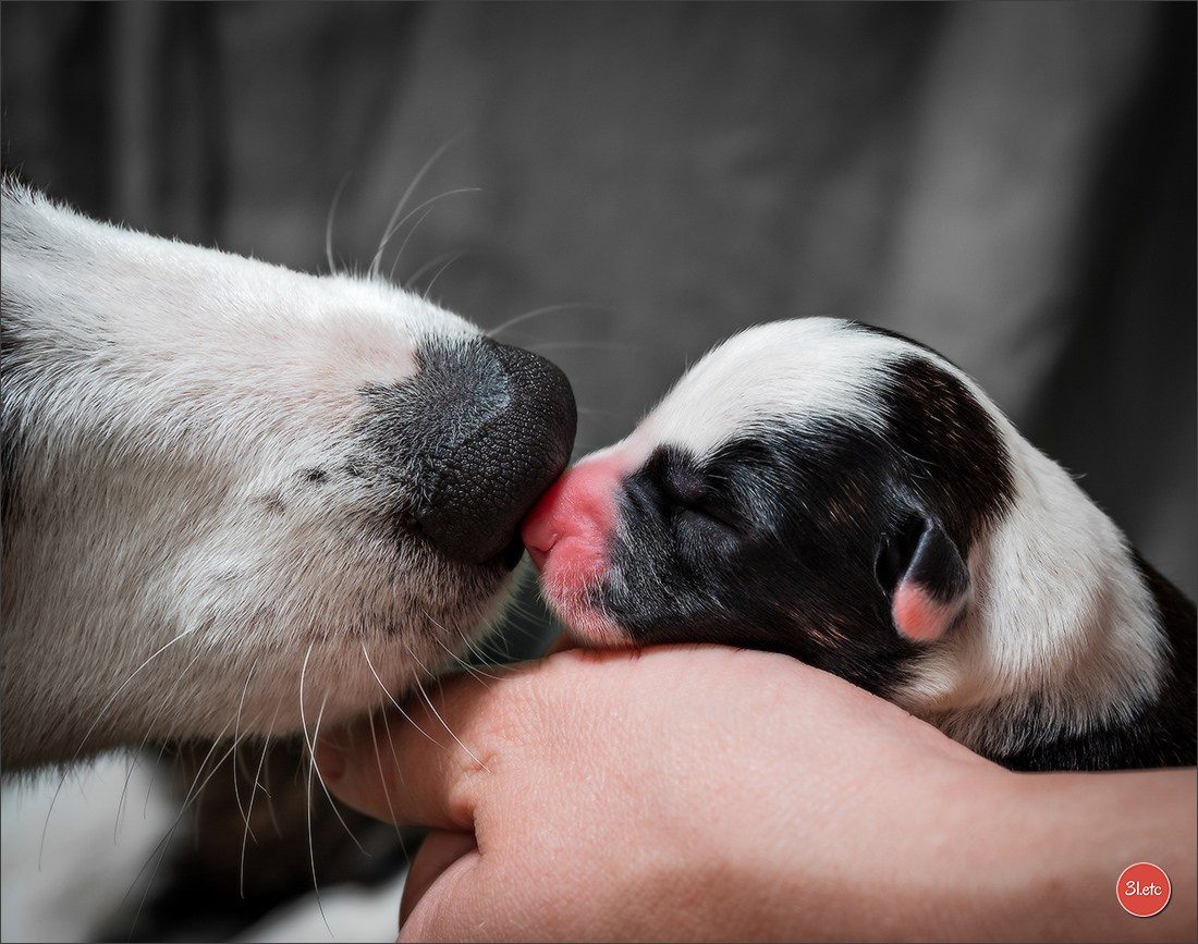 Photographie animalière. Photographe à Strasbourg | Portraits, Studio, Enfants, Événements