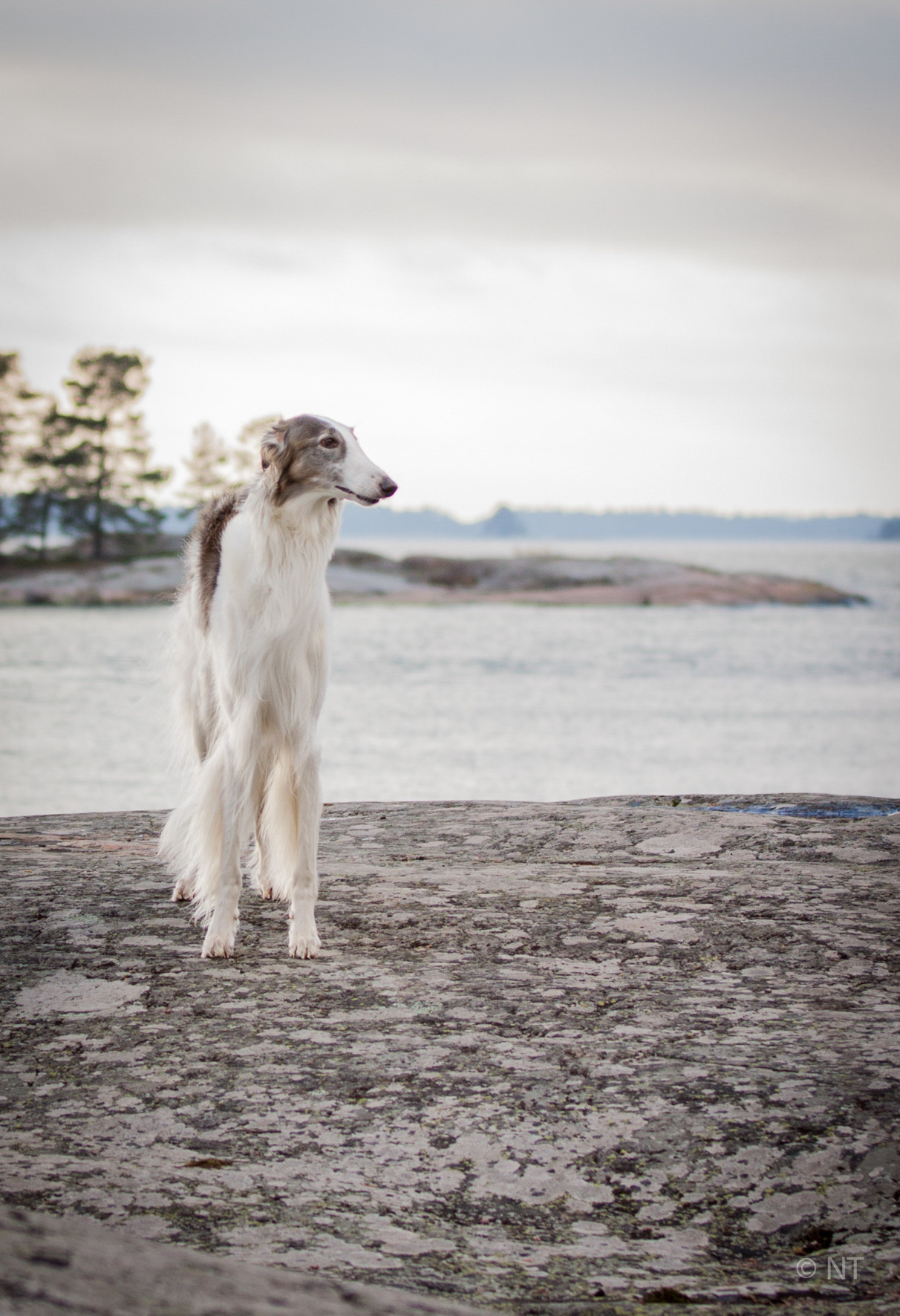 Koirien, kissojen, hevostenkuvaus