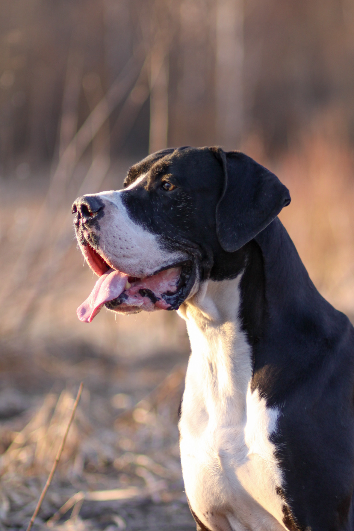 Koirien, kissojen, hevostenkuvaus