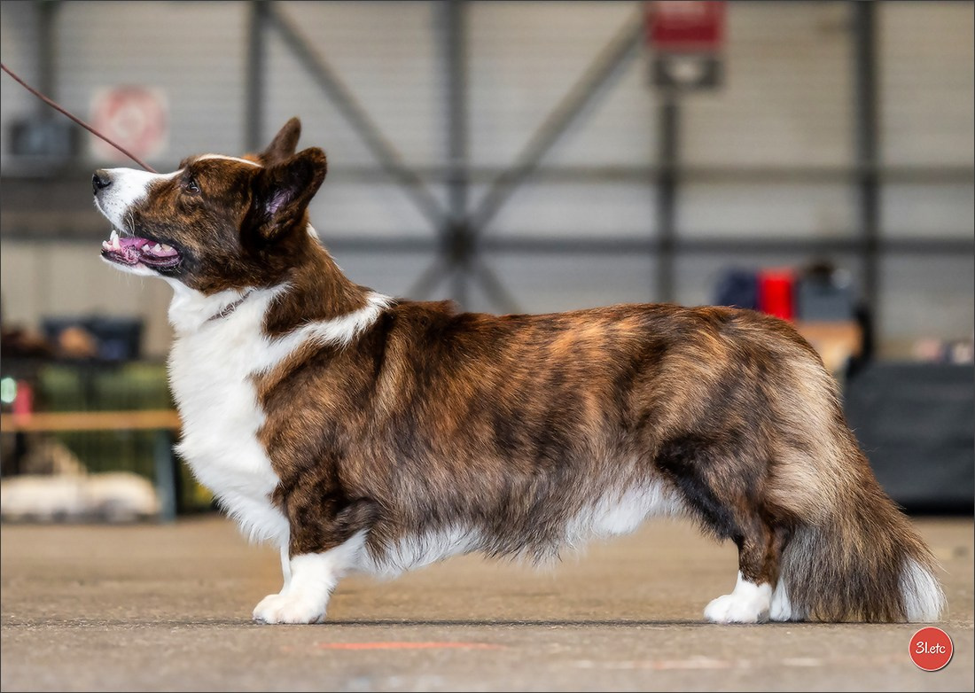 Photographie animalière. Photographe à Strasbourg | Portraits, Studio, Enfants, Événements