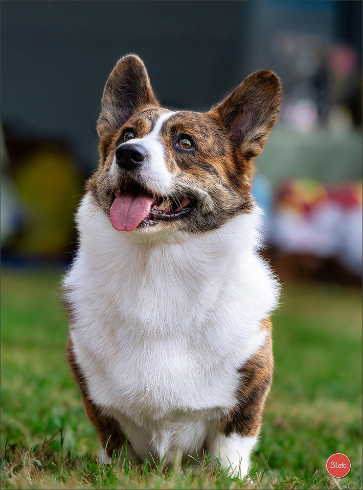 Photographie animalière. Photographe à Strasbourg | Portraits, Studio, Enfants, Événements