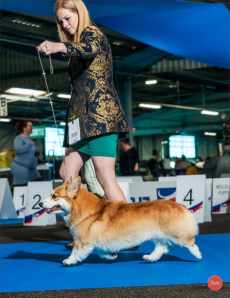 CHAMPIONNAT DE FRANCE 2024 & CACIB SPÉCIALES DE RACES MONTLUÇON. Photographe à Strasbourg | Portraits, Studio, Enfants, Événements