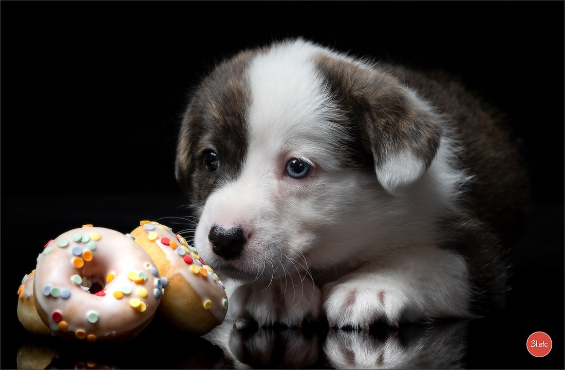 Photographie animalière. Photographe à Strasbourg | Portraits, Studio, Enfants, Événements