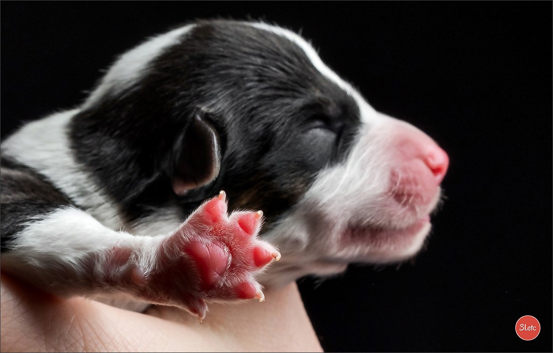 Photographie animalière. Photographe à Strasbourg | Portraits, Studio, Enfants, Événements
