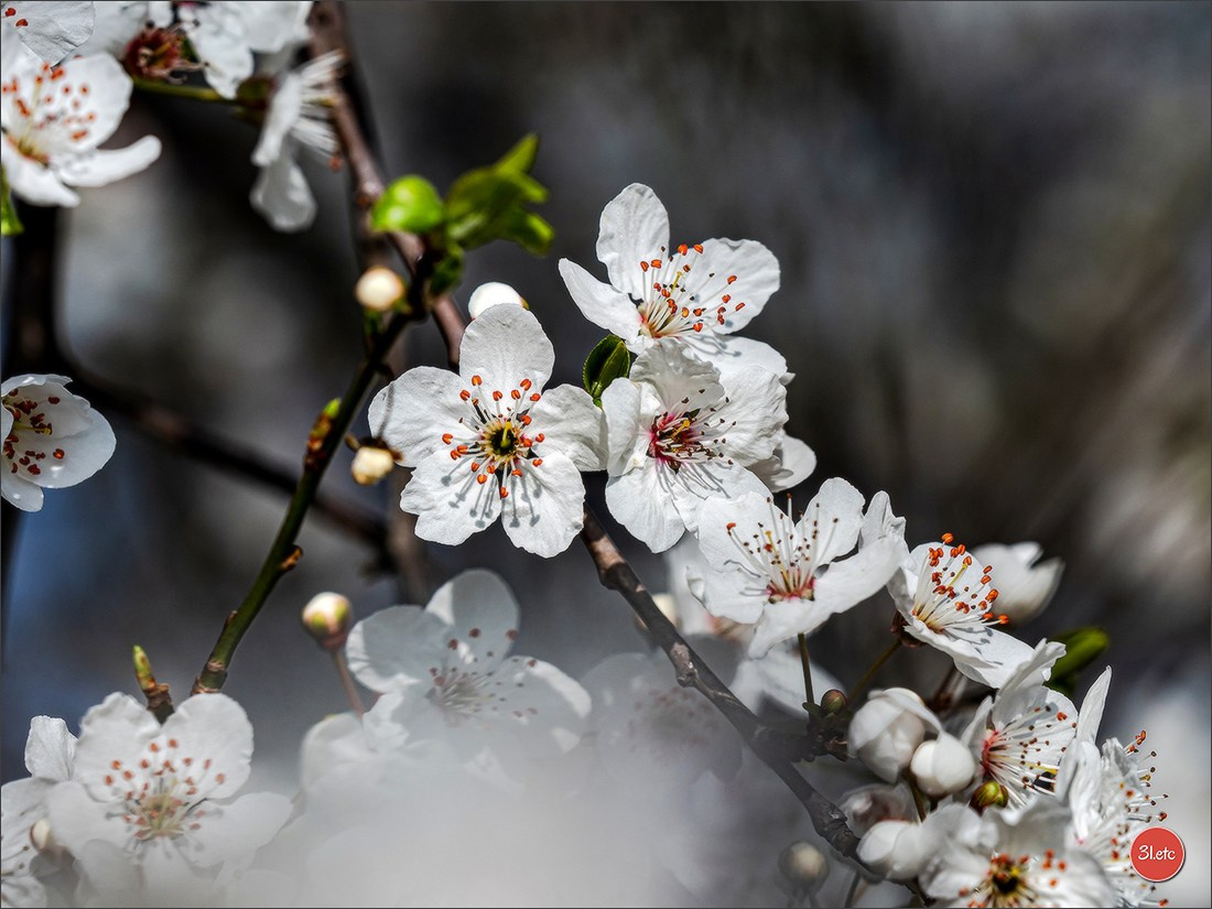 Spring came to Strasbourg in late February. Photographe à Strasbourg | Portraits, Studio, Enfants, Événements