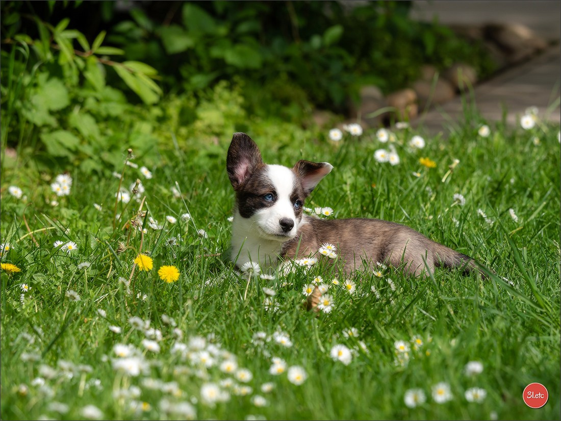 Photographie animalière. Photographe à Strasbourg | Portraits, Studio, Enfants, Événements