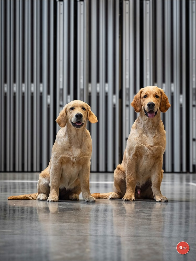 Photographie animalière. Photographe à Strasbourg | Portraits, Studio, Enfants, Événements