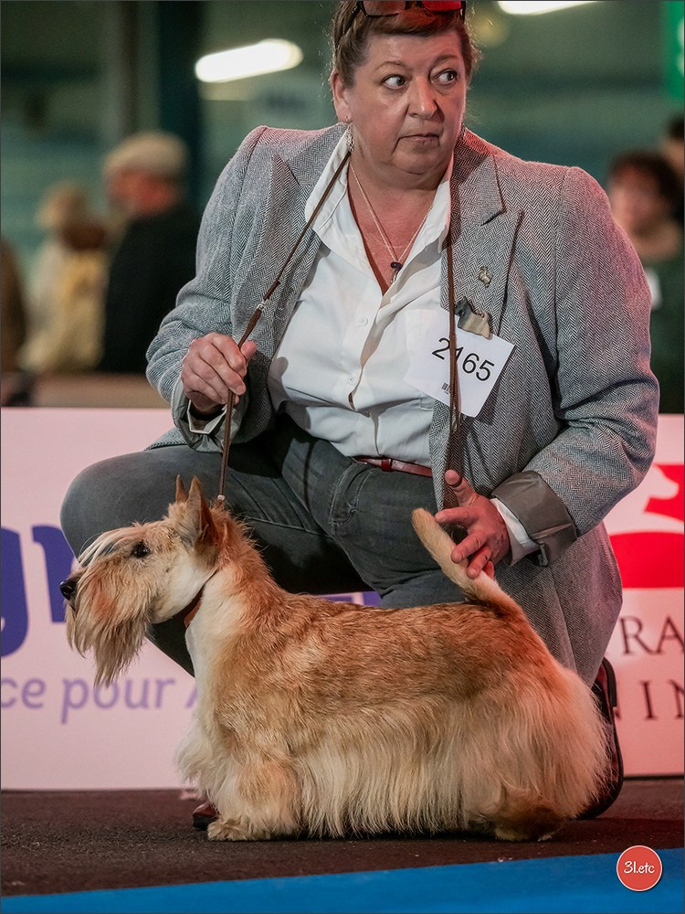 CHAMPIONNAT DE FRANCE 2024 & CACIB SPÉCIALES DE RACES MONTLUÇON. Photographe à Strasbourg | Portraits, Studio, Enfants, Événements