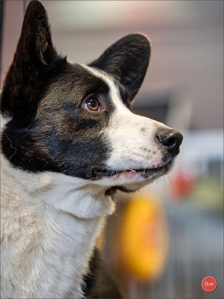 Expo canine 🇫🇷 Amiens 15-16/02/2025. Photographe à Strasbourg | Portraits, Studio, Enfants, Événements